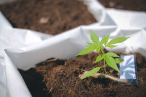 growing organic herb plant in outdoor farm